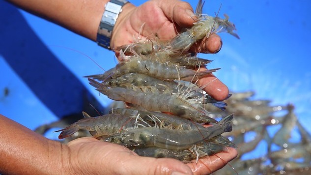 Việt Nam là nguồn cung tôm thứ tư của Mỹ