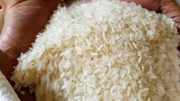 Nhu cầu hỏi mua lúa cắt sau Tết tăng cao