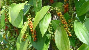 Giá nông sản hôm nay 17/12: Cà phê và hồ tiêu liên tiếp tăng trong tuần qua