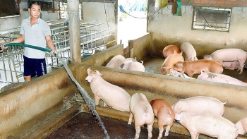 Giá heo hơi hôm nay 17/12: Các địa phương sẽ tăng trong tuần tới?