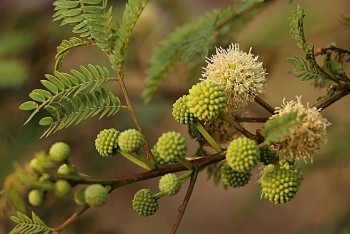 Bài thuốc trị giun từ cây keo dậu