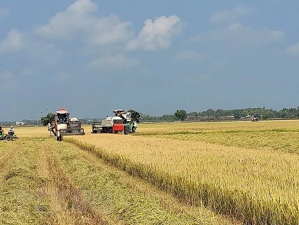 Thu hoạch lúa vụ Đông Xuân. Ảnh TTXVN Thu hoạch lúa vụ Đông Xuân. Ảnh TTXVN