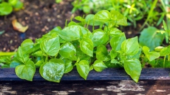 Bất ngờ, rau càng cua chứa chất ngăn ngừa tế bào ung thư