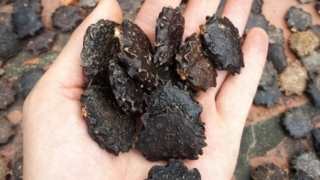 Loại hạt đen sì xưa bỏ đi, nay được săn lùng vì mang nhiều lợi ích cho sức khoẻ