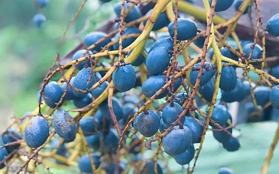 Quả cọ khi vừa thu hoạch. Quả cọ khi vừa thu hoạch.