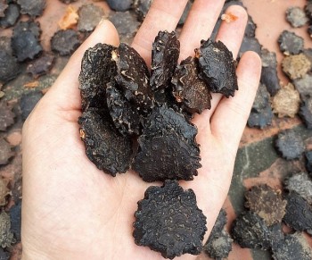 Loại hạt đen sì xưa bỏ đi, nay được săn lùng vì mang nhiều lợi ích cho sức khoẻ