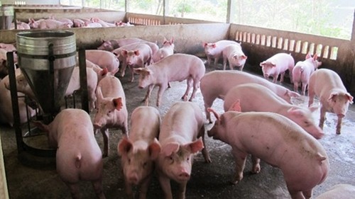Giá heo hơi hôm nay 18/12: Ổn định ngày đầu tuần