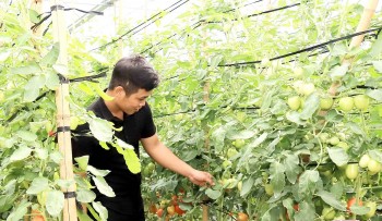 Trồng rau an toàn ở Tân Lập