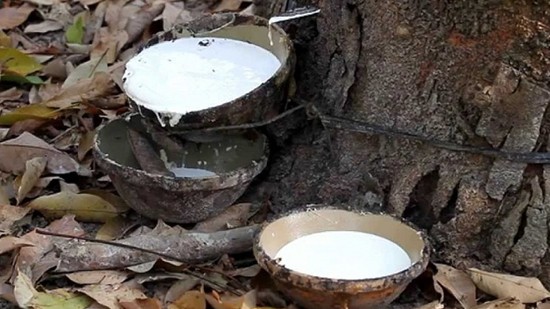 Điểm tin xuất khẩu tuần 11-17/12: Xuất khẩu gạo 11 tháng thu về 4,4 tỷ USD; Xuất khẩu cá tra ước đạt 1,8 tỷ USD