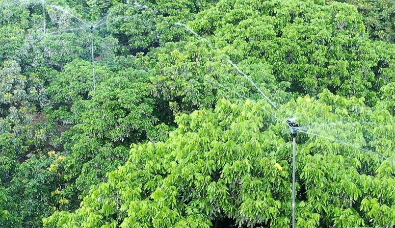 Nhiều diện tích nhãn sử dụng hệ thống công nghệ phun sương tưới tự động. Nhiều diện tích nhãn sử dụng hệ thống công nghệ phun sương tưới tự động.