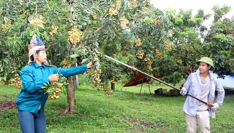 Nông dân Sông Mã thu hoạch nhãn. Nông dân Sông Mã thu hoạch nhãn.