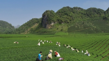 Kỳ 1: Đa dạng mô hình chuỗi liên kết sản xuất