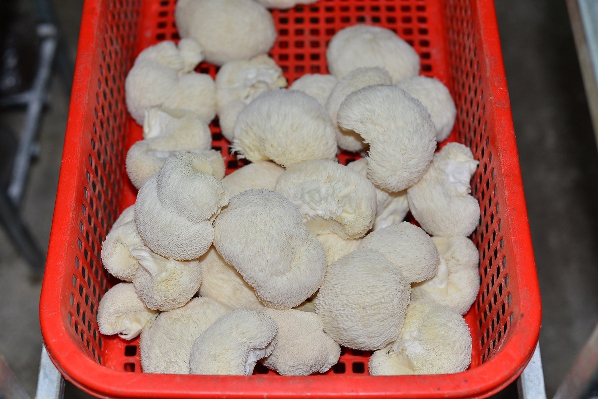 Nấm hầu thủ trắng muốt, giàu dinh dưỡng.