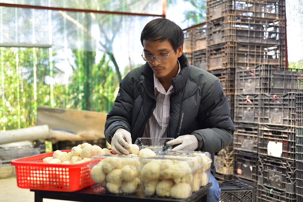 Sau thu hoạch, loại nấm giá trị này được đóng gói, dán nhãn rồi đưa đi tiêu thụ.