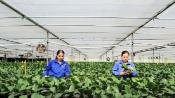 Mộc Châu phát triển nông nghiệp ứng dụng công nghệ cao