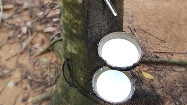 Xuất khẩu cao su thu về 2,51 tỷ USD sau 11 tháng