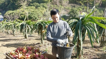 Nông dân Sơn La rải vụ cây ăn quả