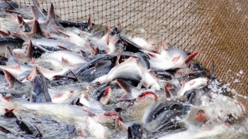 Nhu cầu tăng, xuất khẩu cá tra vào EU quay trở lại đường đua