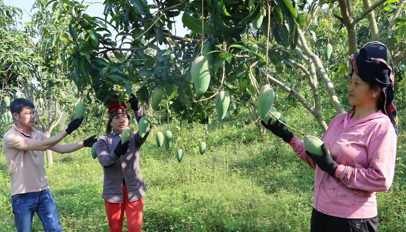 Nhân dân xã Liệp Tè, huyện Thuận Châu, thu hái xoài xuất khẩu