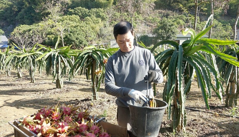 Thành viên HTX Dịch vụ nông nghiệp Ngọc Hoàng thu hoạch thanh long trái vụ.