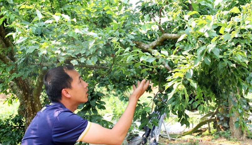 Nông dân xã Phiêng Khoài, huyện Yên Châu kiểm tra sự phát triển của mận trái vụ.