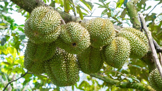 3 loại trái cây gây sốt thị trường Việt năm 2023