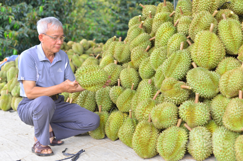 Thương lái tranh nhau vào tận vườn gom mua sầu riêng, nguồn hàng không đủ để phục vụ xuất khẩu. Thương lái tranh nhau vào tận vườn gom mua sầu riêng, nguồn hàng không đủ để phục vụ xuất khẩu.