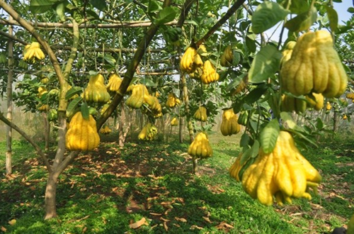 Quả phật thủ kết hợp với mật ong giúp trị ho, bổ phổi, tiêu đờm cực tốt