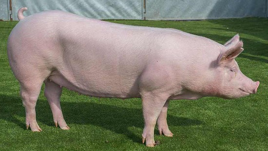 Giá heo hơi hôm nay 20/12: Tăng nhẹ ở phía Nam