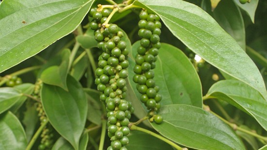 Giá nông sản hôm nay 20/12: Cà phê và hồ tiêu đồng loạt tăng