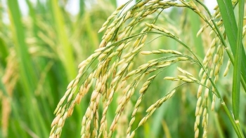 Giá lúa gạo hôm nay 20/12/2023: Giá gạo xuất khẩu tăng, gạo chợ quay đầu giảm