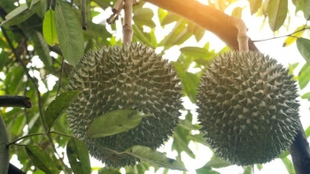 Giá sầu riêng ngày 20/12: Sầu Thái loại đẹp giá 151.000 đồng/kg