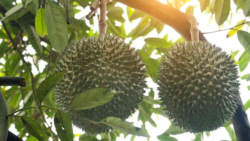 Sầu Thái loại đẹp giá 151.000 đồng/kg.