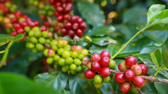 Giá nông sản hôm nay 21/12: Cà phê quay đầu giảm, hồ tiêu tiếp đà tăng