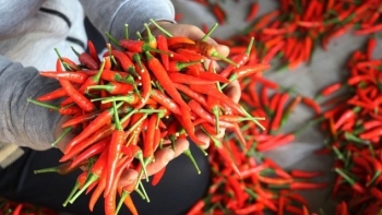 Xuất khẩu khoai lang, ớt sang Trung Quốc tăng 6-9 lần