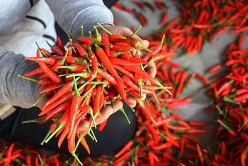 Xuất khẩu khoai lang, ớt sang Trung Quốc tăng 6-9 lần