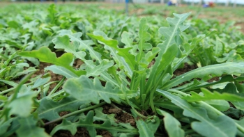 Sa sâm - Vị thuốc quý từ thiên nhiên