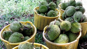 Giá sầu riêng trong nước chững lại