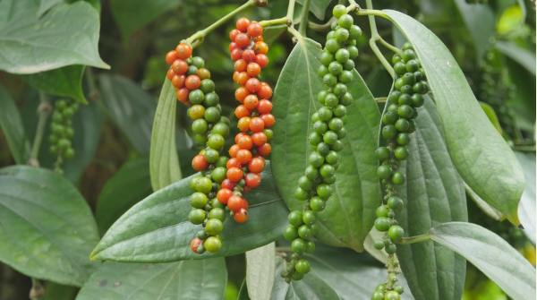 Giá nông sản hôm nay 20/12: Cà phê đồng loạt tăng, hồ tiêu giảm nhẹ