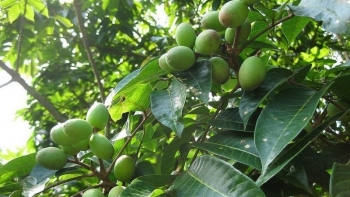 Những điều chưa biết về trái cà na