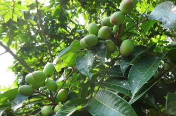 Những điều chưa biết về trái cà na