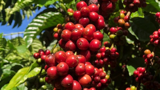 Xuất khẩu cà phê nửa đầu tháng 12 tiếp tục tăng mạnh