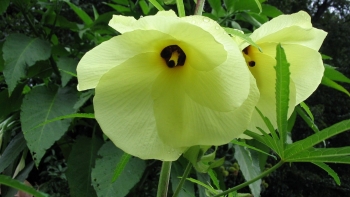 Cây vông vang - loài dược liệu quý từ lá đến rễ