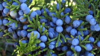 5 lợi ích sức khoẻ từ loại quả mới lạ