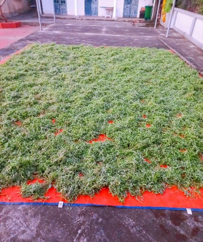 Rau khúc được chị Hằng phơi khô, nghiền thành bột dự trữ để nấu ăn dần. Rau khúc được chị Hằng phơi khô, nghiền thành bột dự trữ để nấu ăn dần.