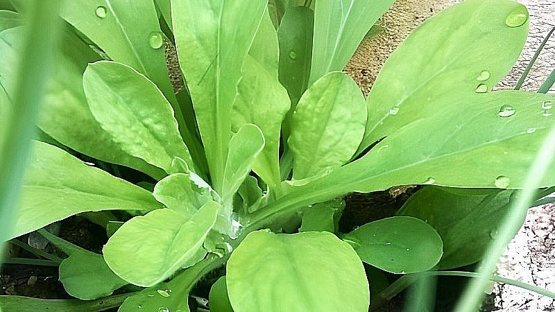 Rau khúc là loài rau chẳng ai trồng cũng chẳng ai chăm. Rau khúc là loài rau chẳng ai trồng cũng chẳng ai chăm.