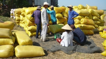 Giá lúa gạo hôm nay ngày 23/12: Nông dân chào lúa Thu Đông giá cao, giao dịch cầm chừng
