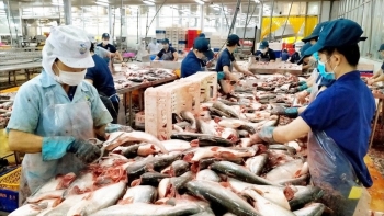 11 tháng 2023, xuất khẩu cá tra thu về gần 1,7 tỷ USD