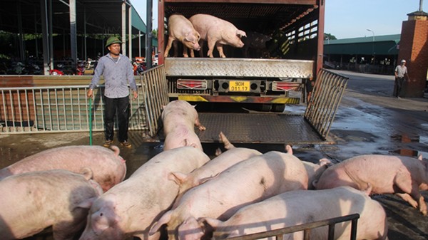 Giá heo hơi hôm nay 24/12: Đà tăng chưa kết thúc trong tuần sau?