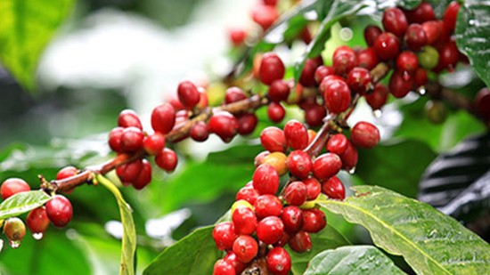 Giá nông sản hôm nay 24/12: Cà phê tăng 1.400 đồng, hồ tiêu giảm 2.500 - 4.500 đồng